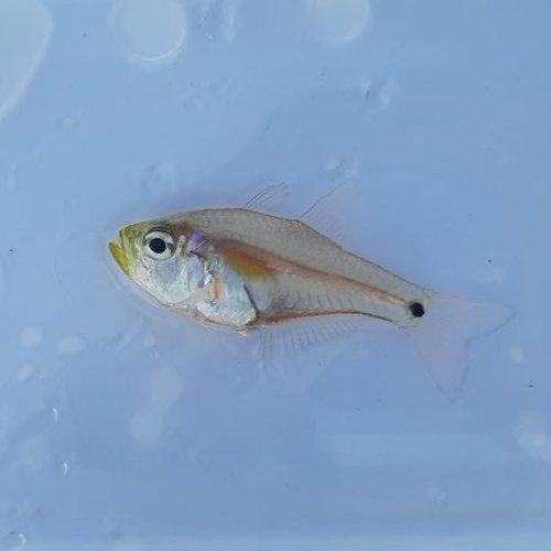 Gon's cardinalfish