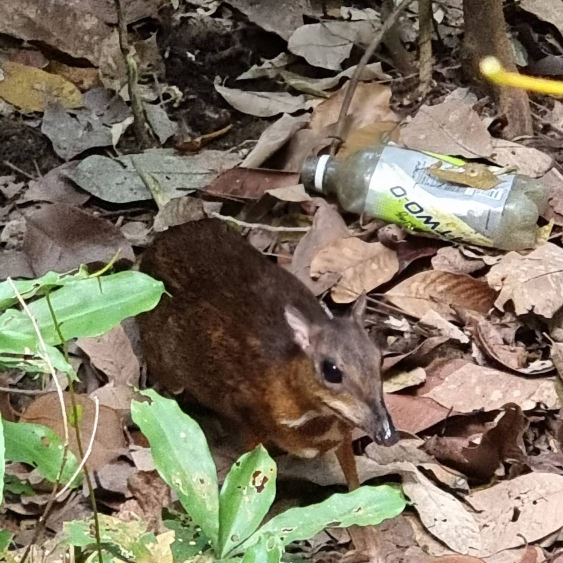 Lesser mousedeer