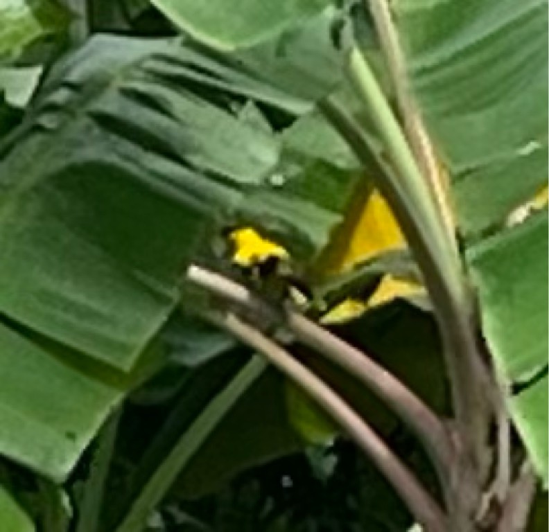 Black-naped oriole