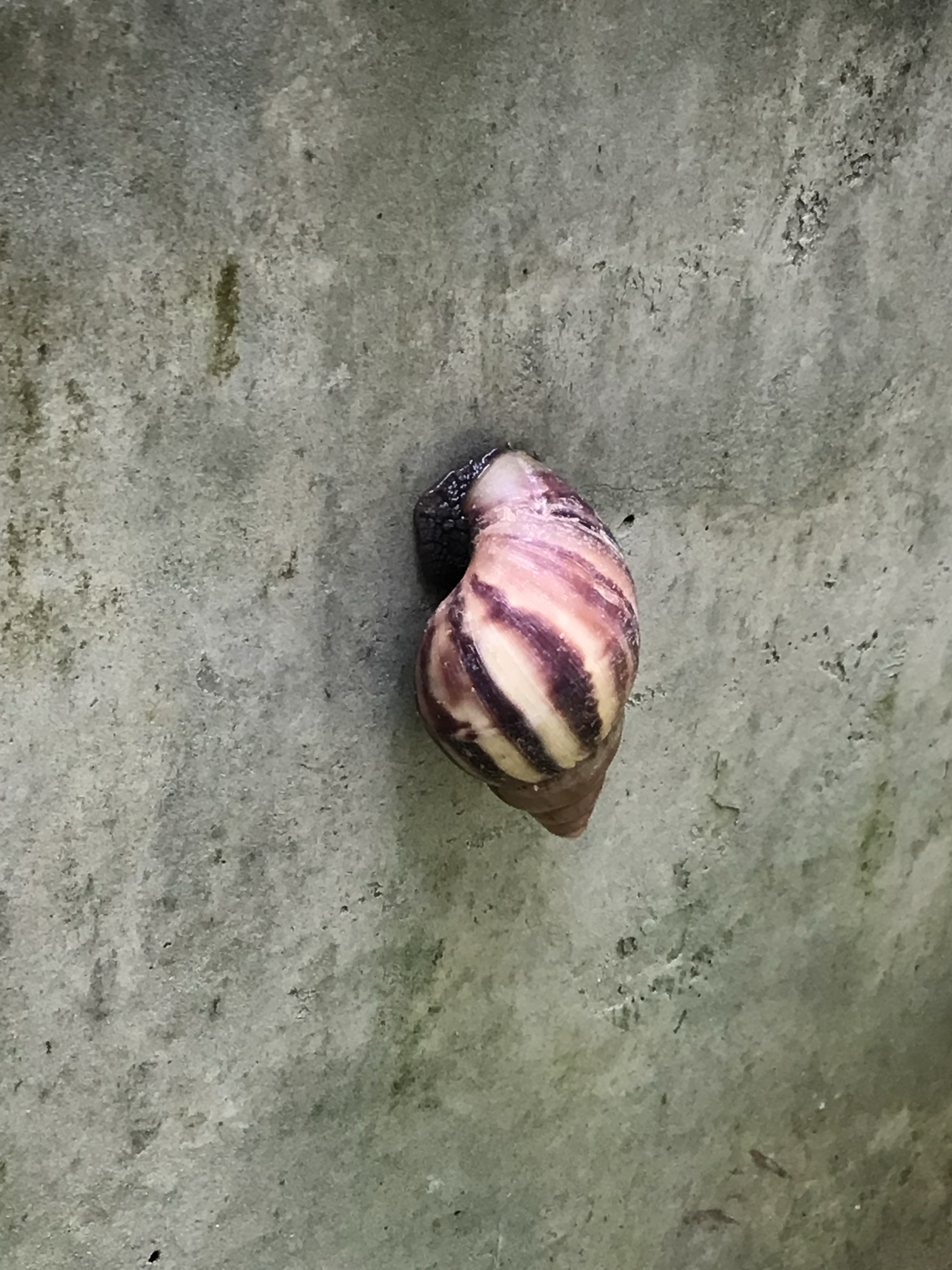 African land snails