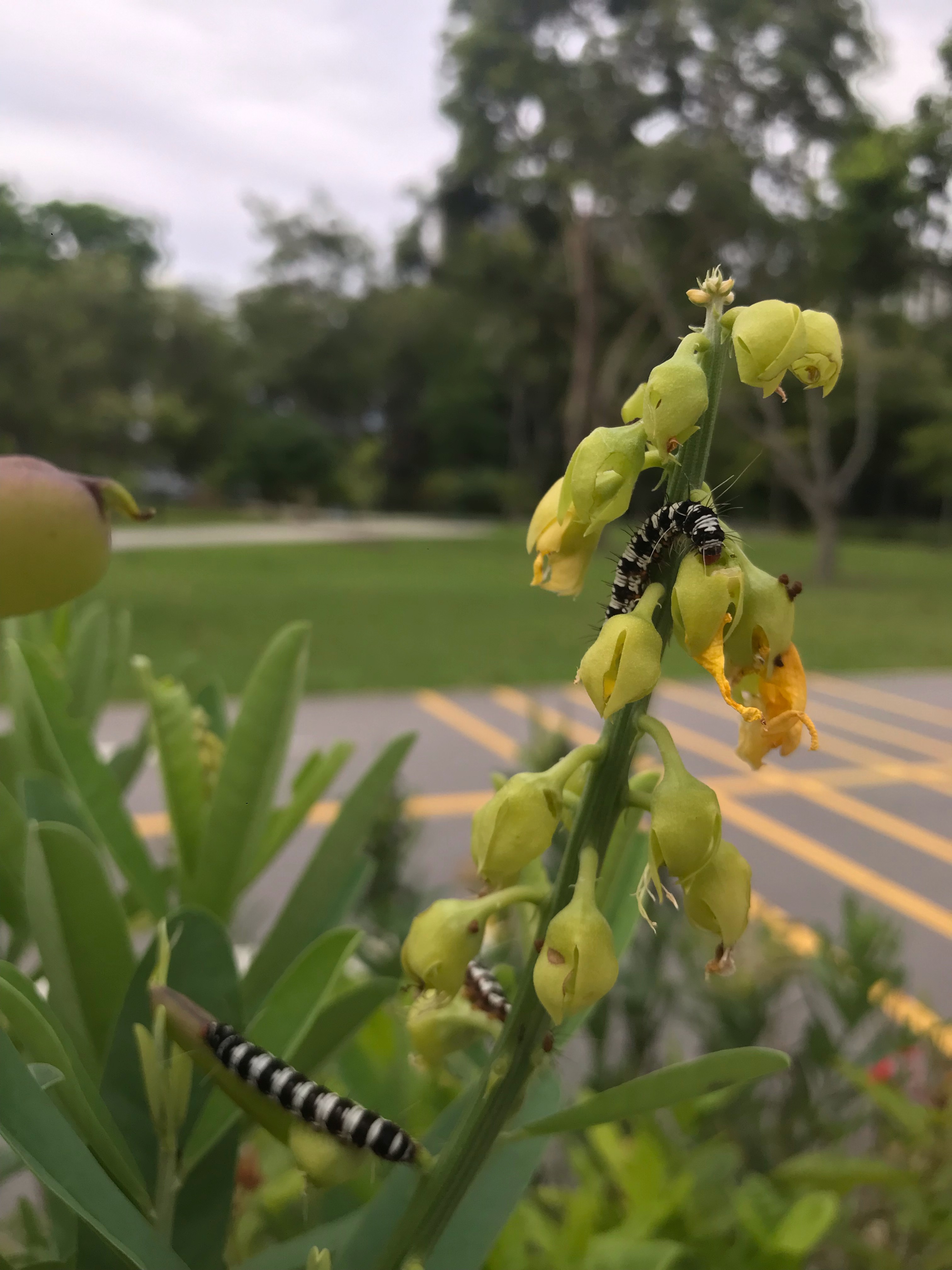 Black & white striped caterpillar