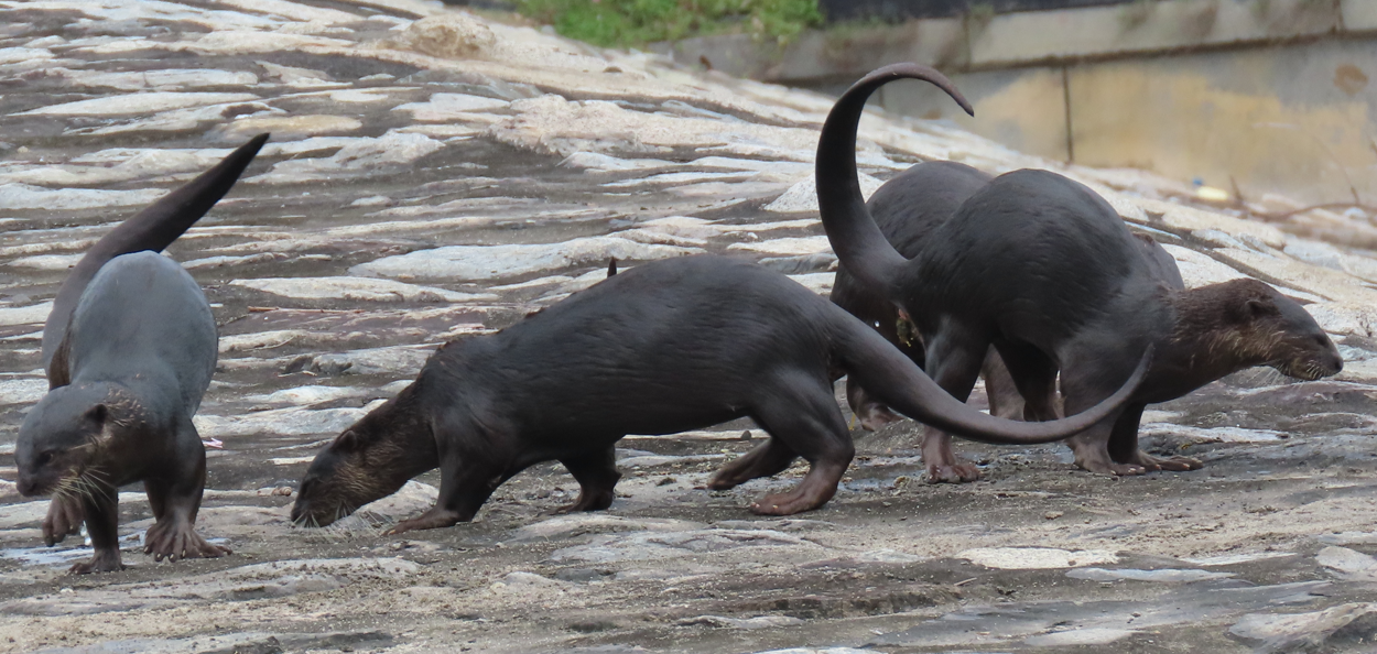 Smooth-coated otters (Lutrogale perspicillata) - Biodiversity and ...