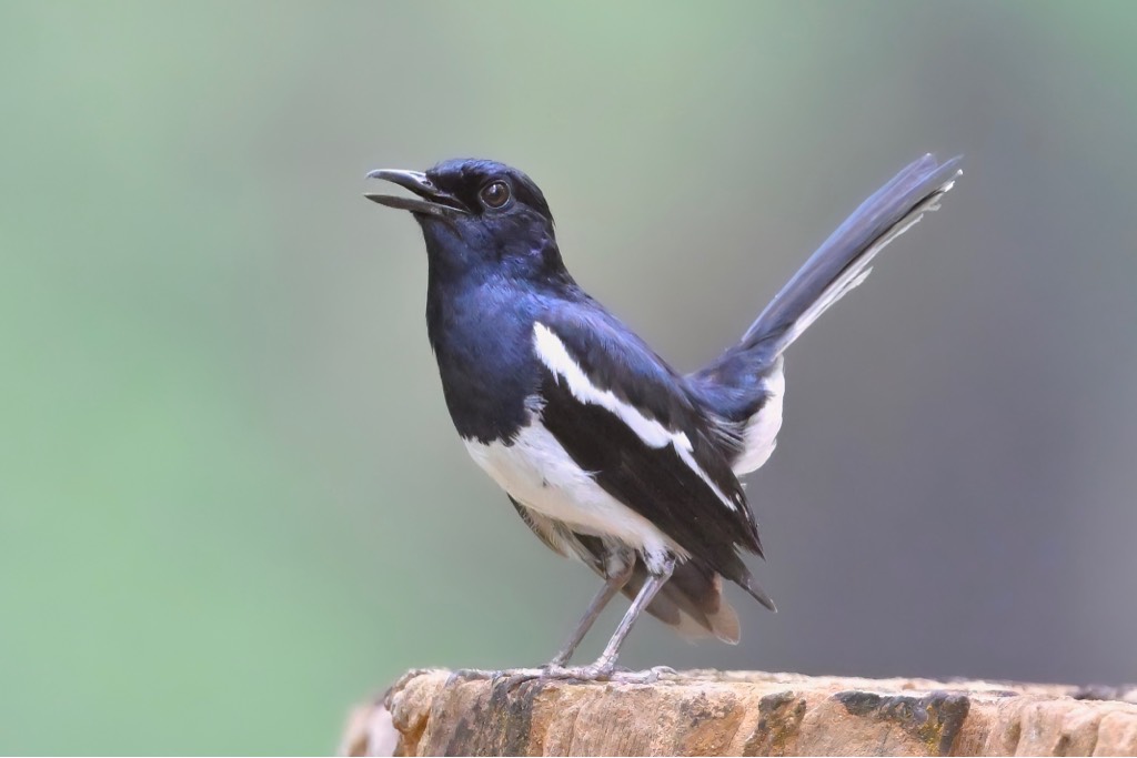 Oriental magpie robin