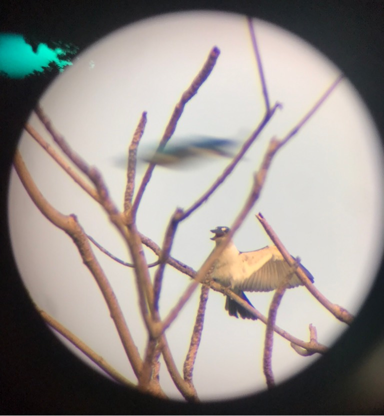 Collared kingfisher