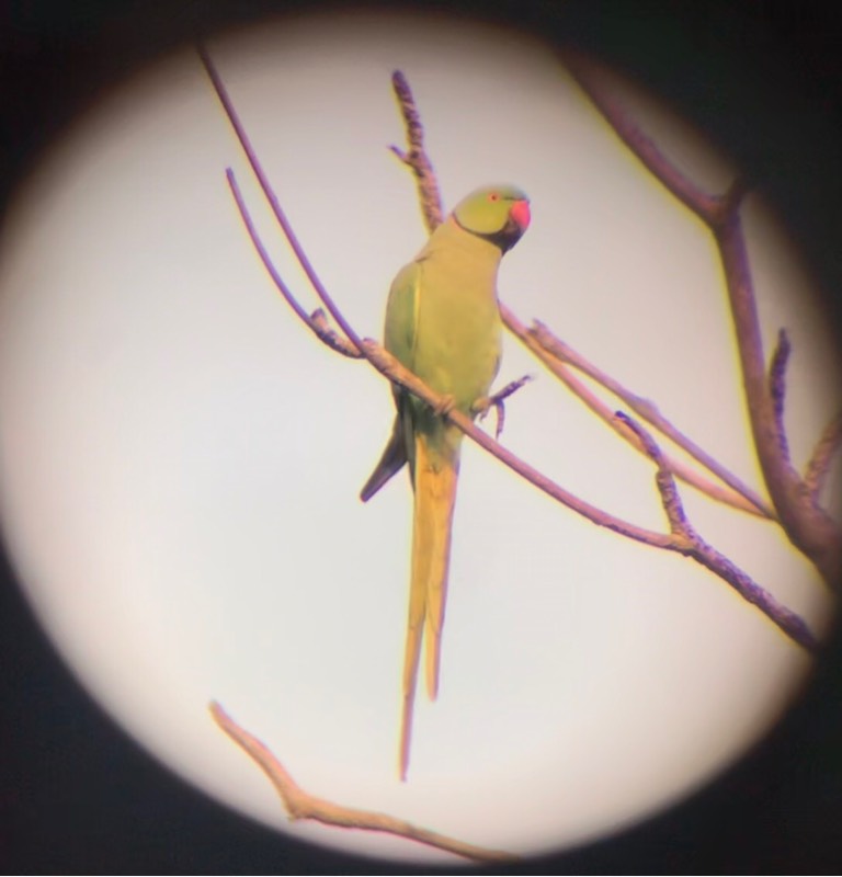 Rose-ringed parakeet