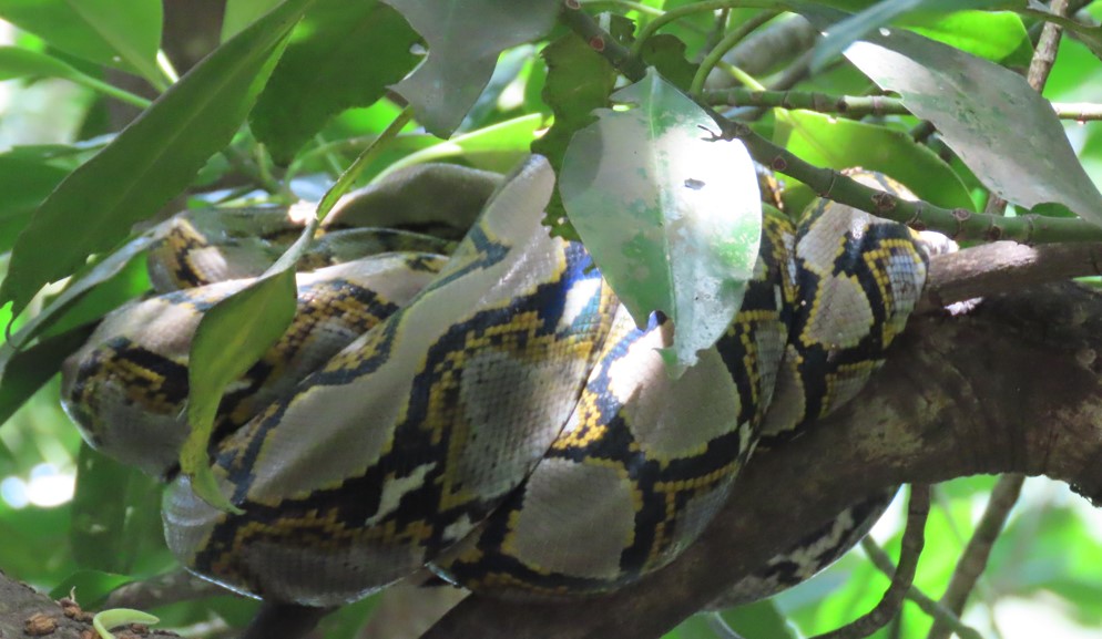 Recticulated python