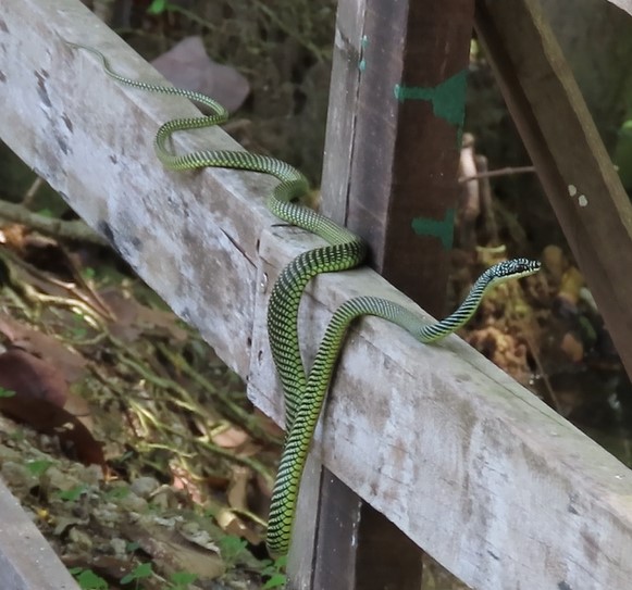 Paradise gliding snake