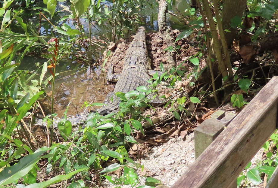 Estuarine crocodile