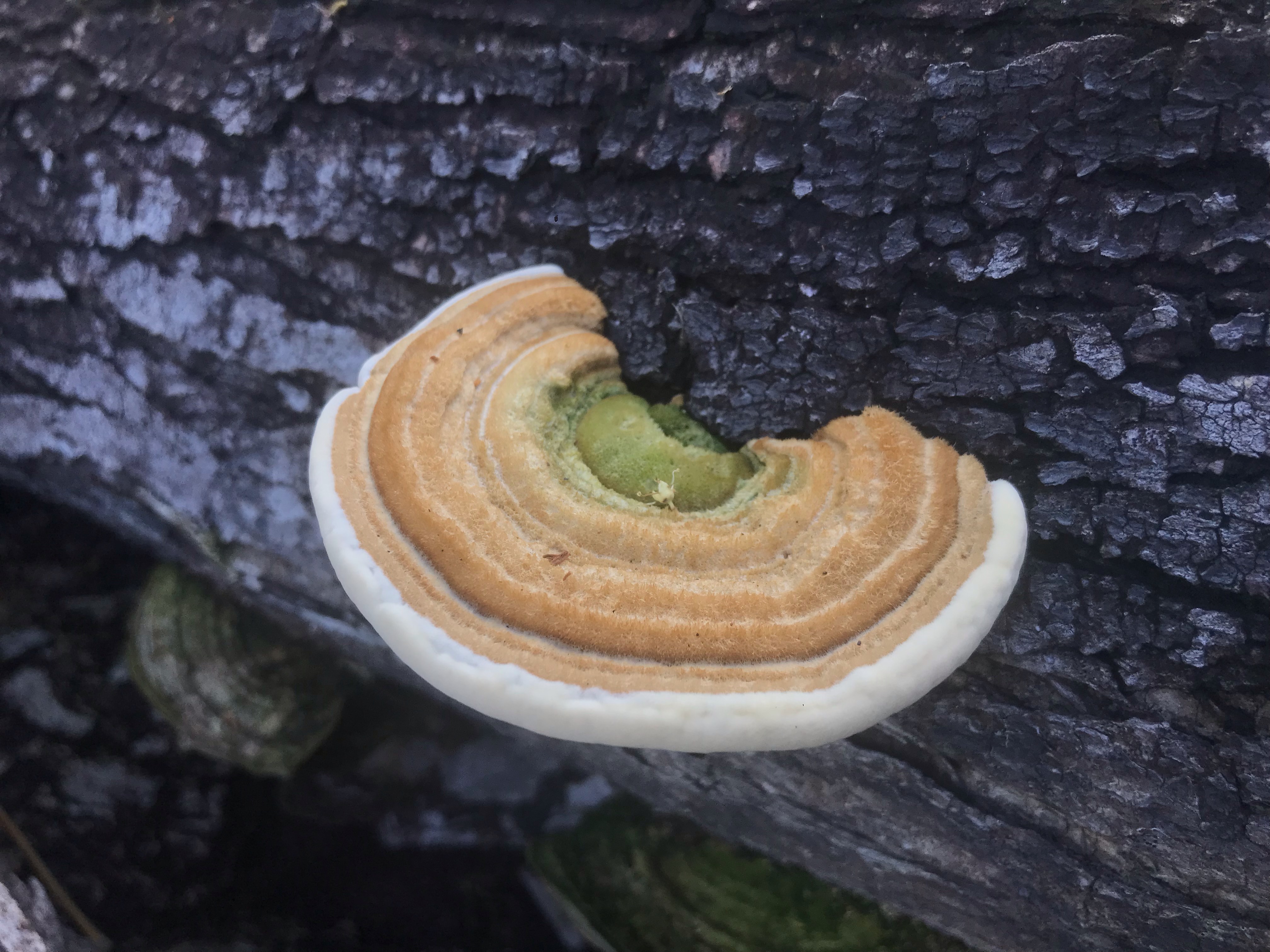 Trametes