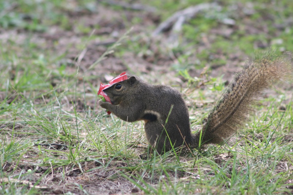 Plantain squirrel