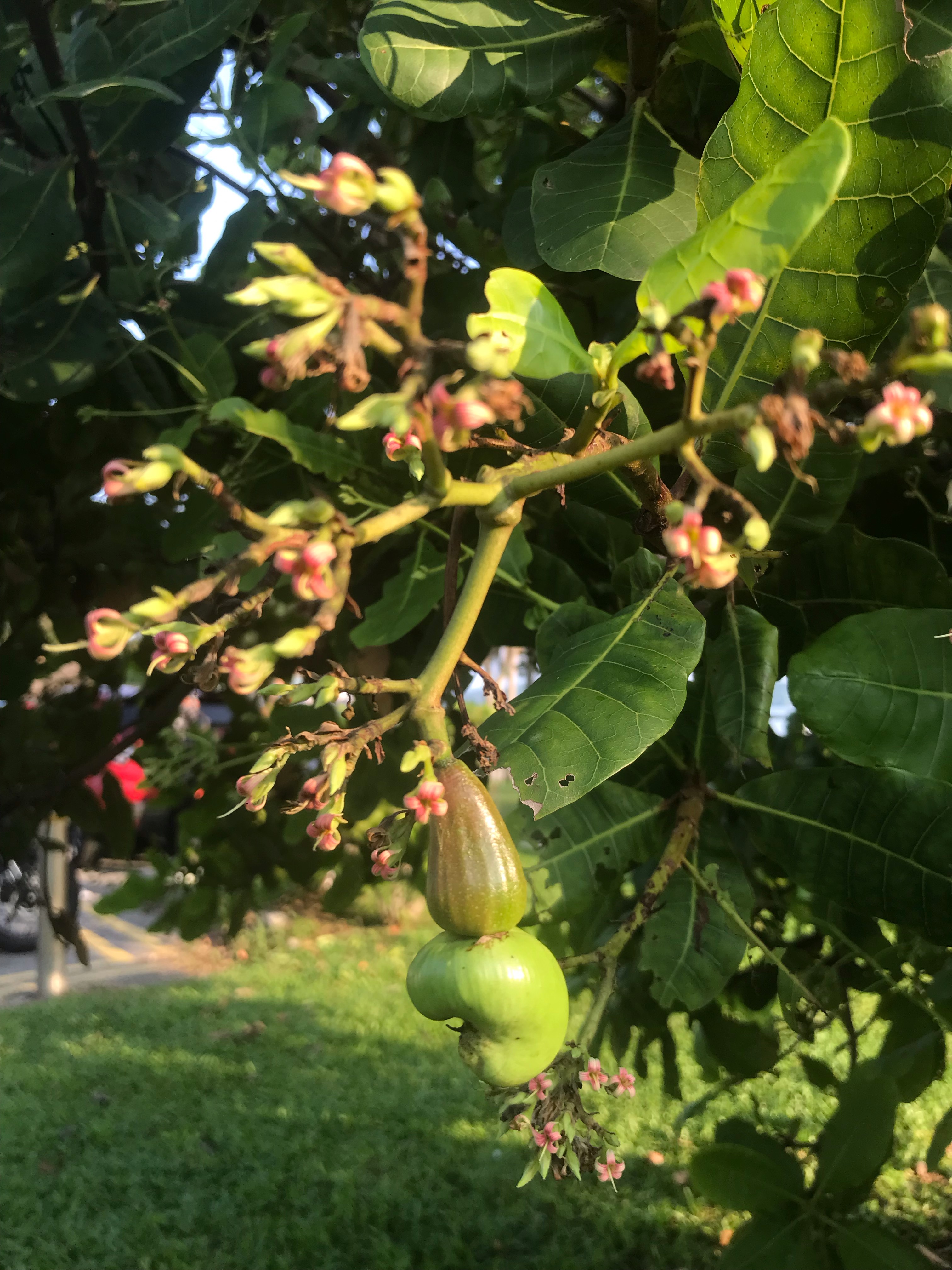 Cashew