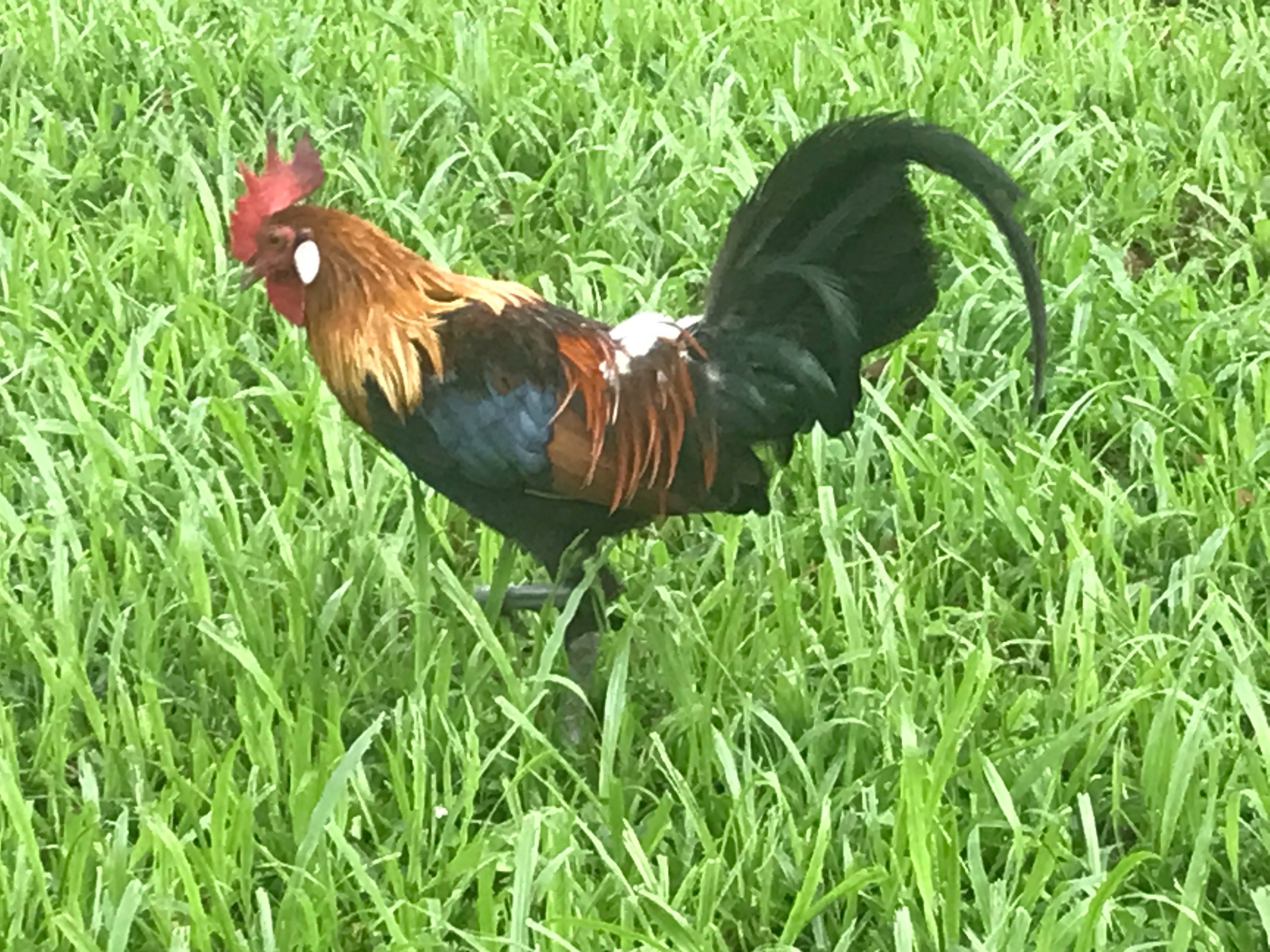 Red jungle fowl 