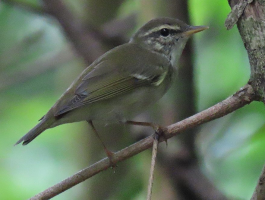 Artic warbler
