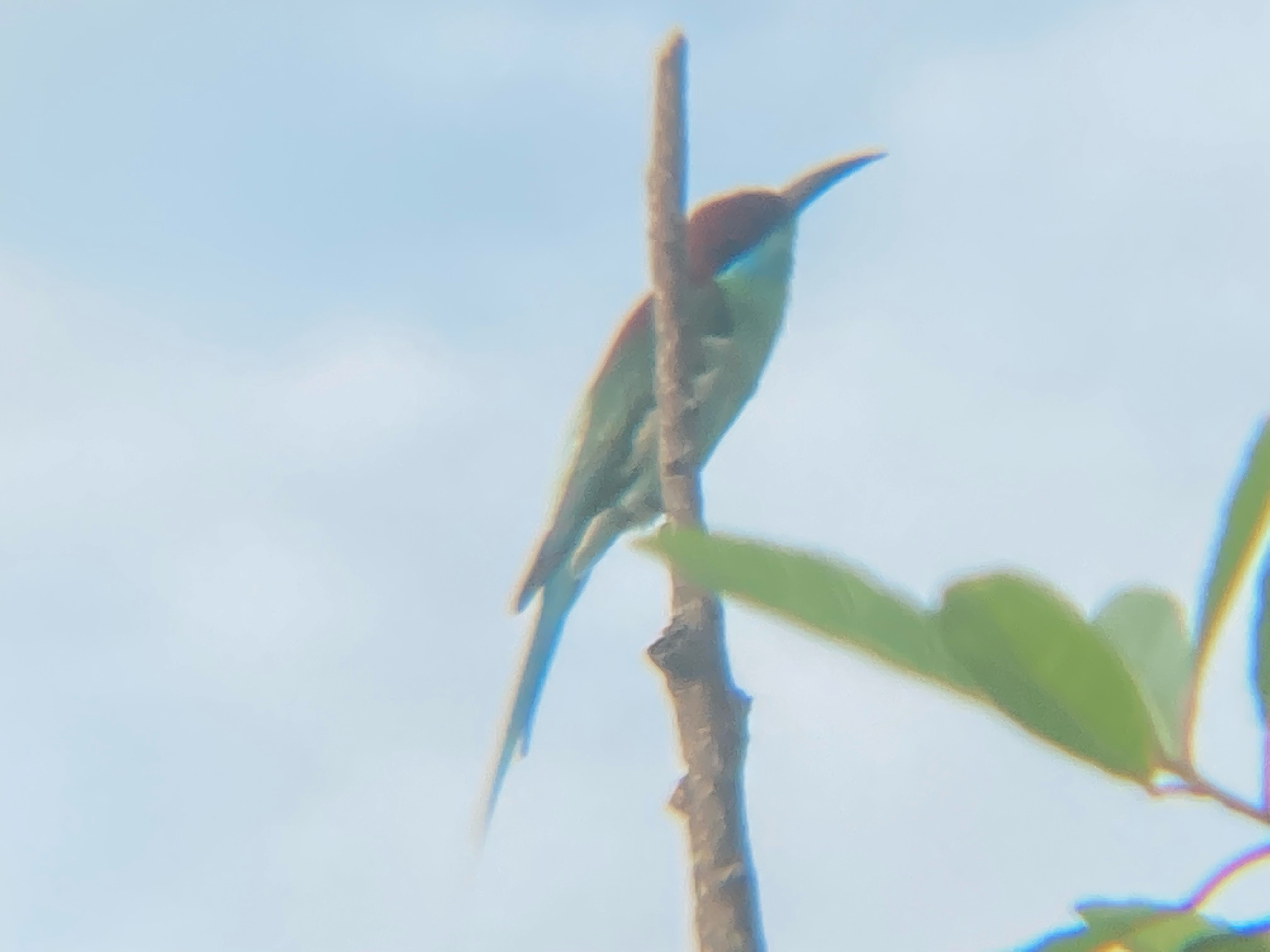 Blue throated bee eater