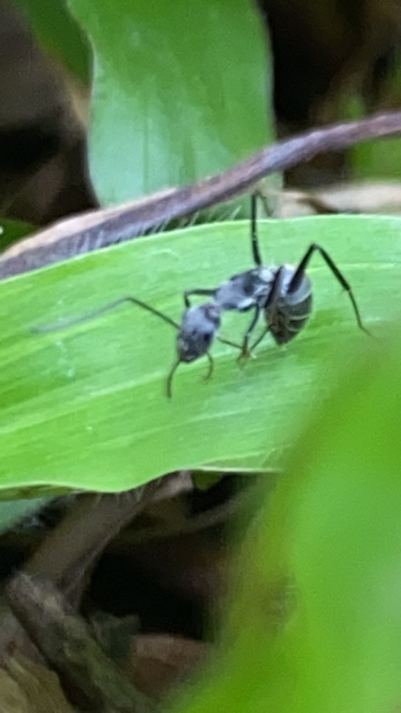 Shiny sugar ant