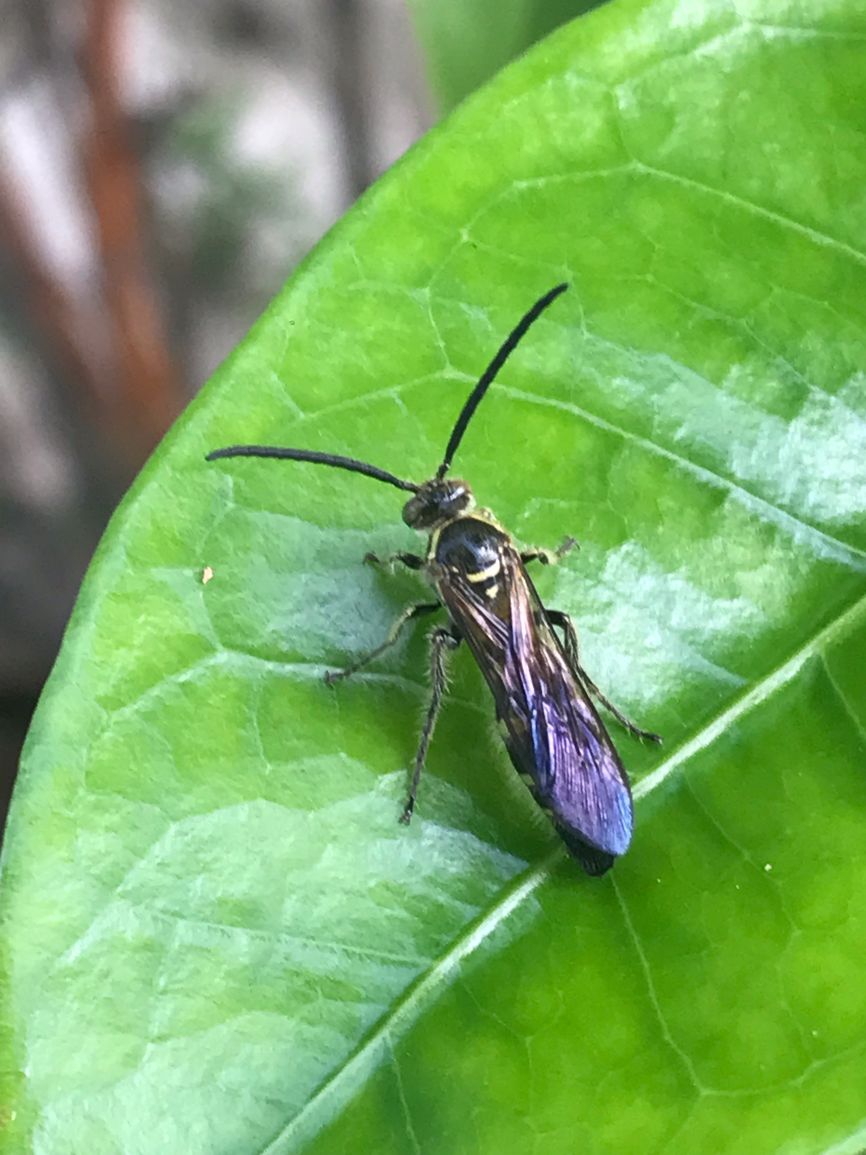 Scoliid wasp 