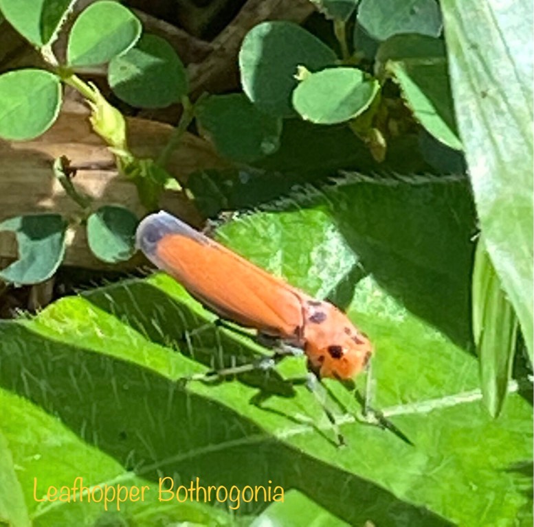 Leafhopper bothrogonia