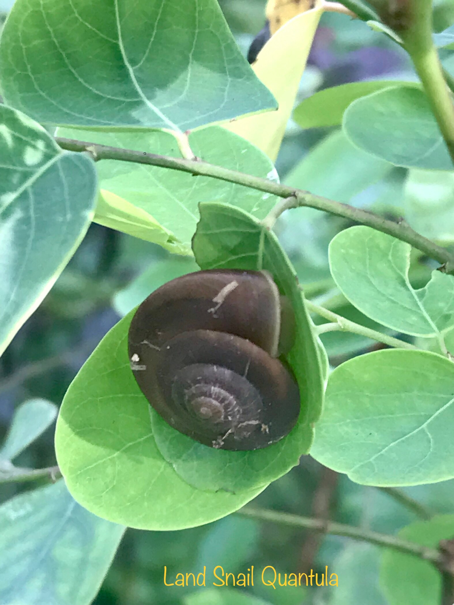 Land snail quantula