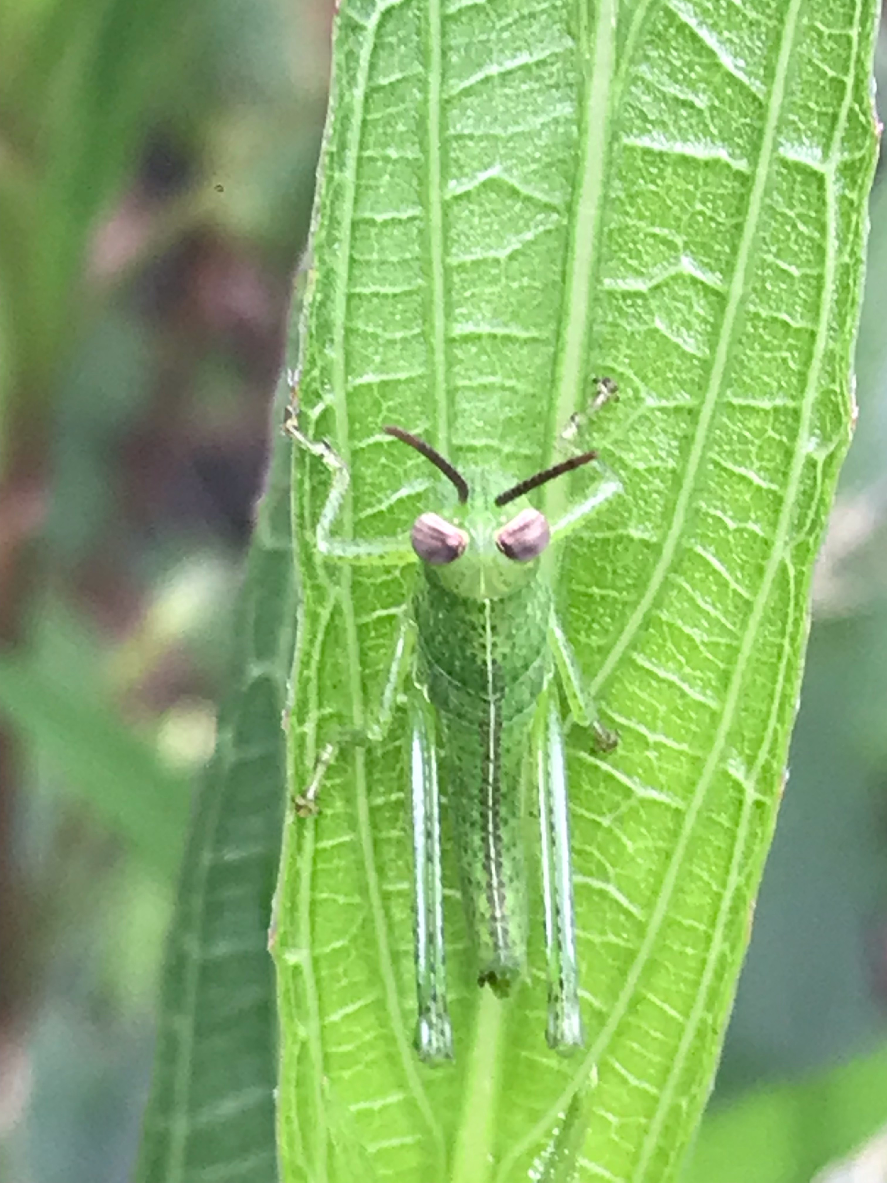 Grasshopper valanga 