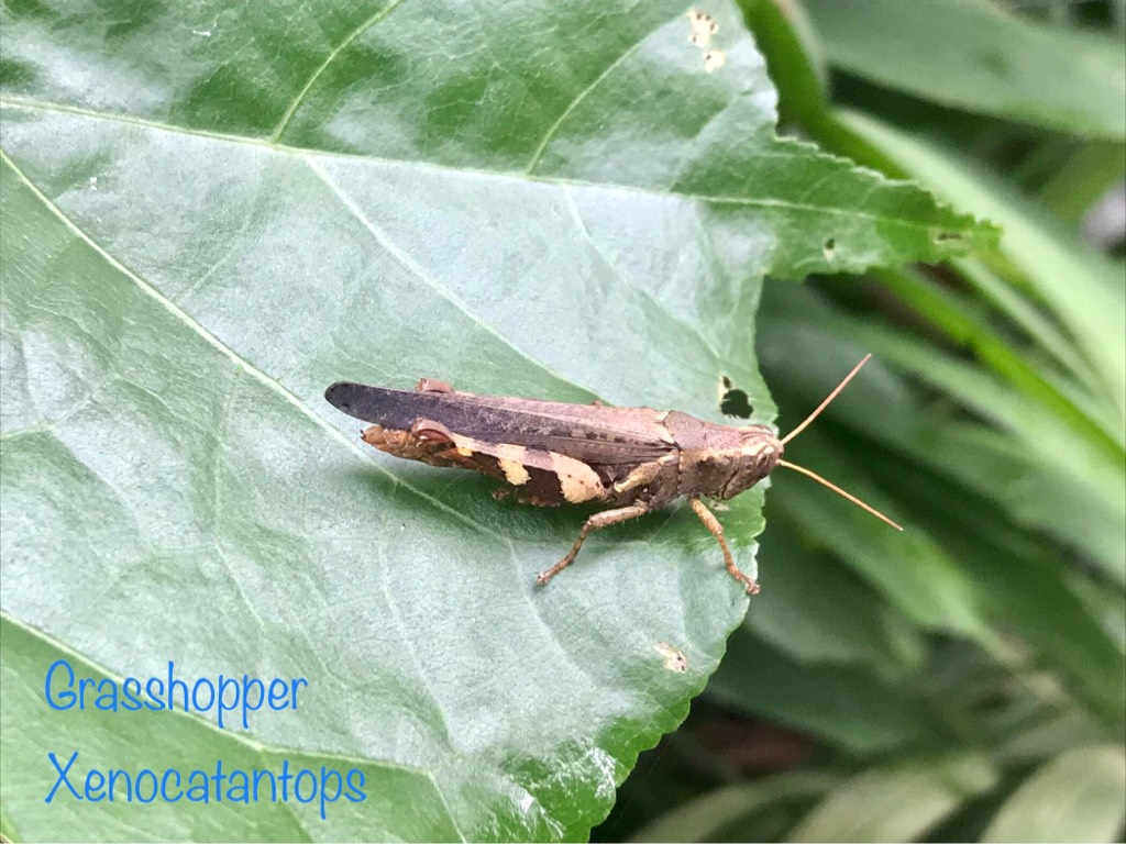 Grasshopper xenocatantops
