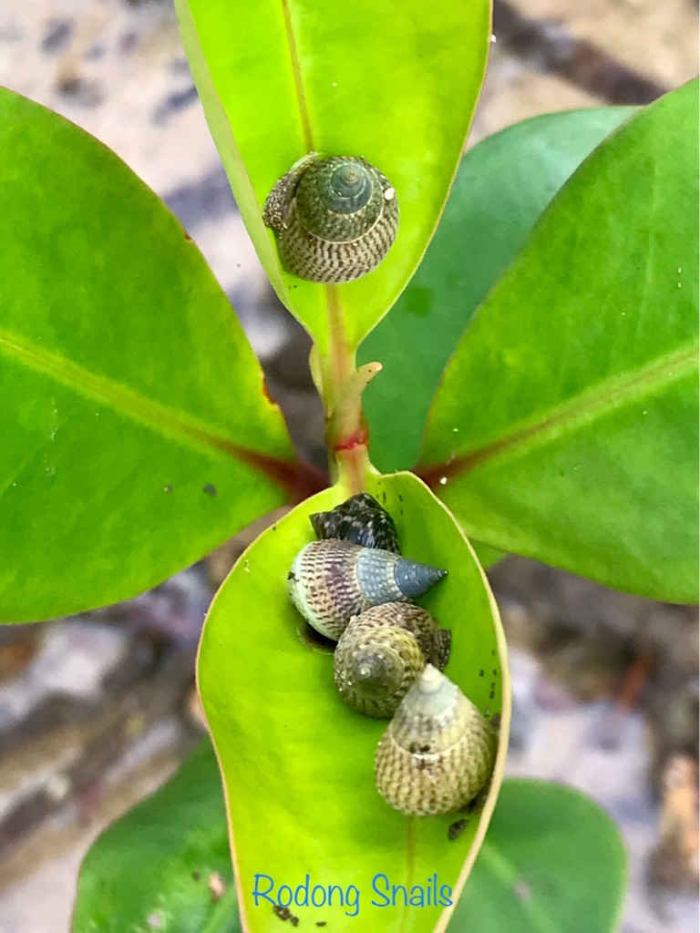 Rodong snails 