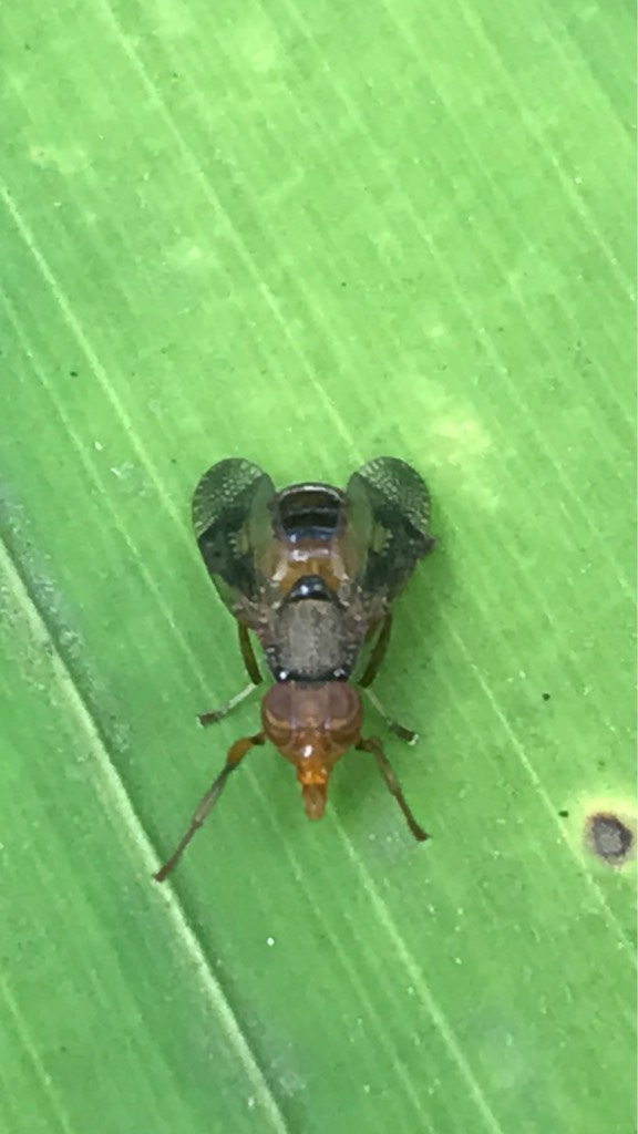 Tephritoidea fly