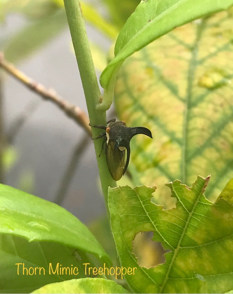 Treehopper leptocentrus