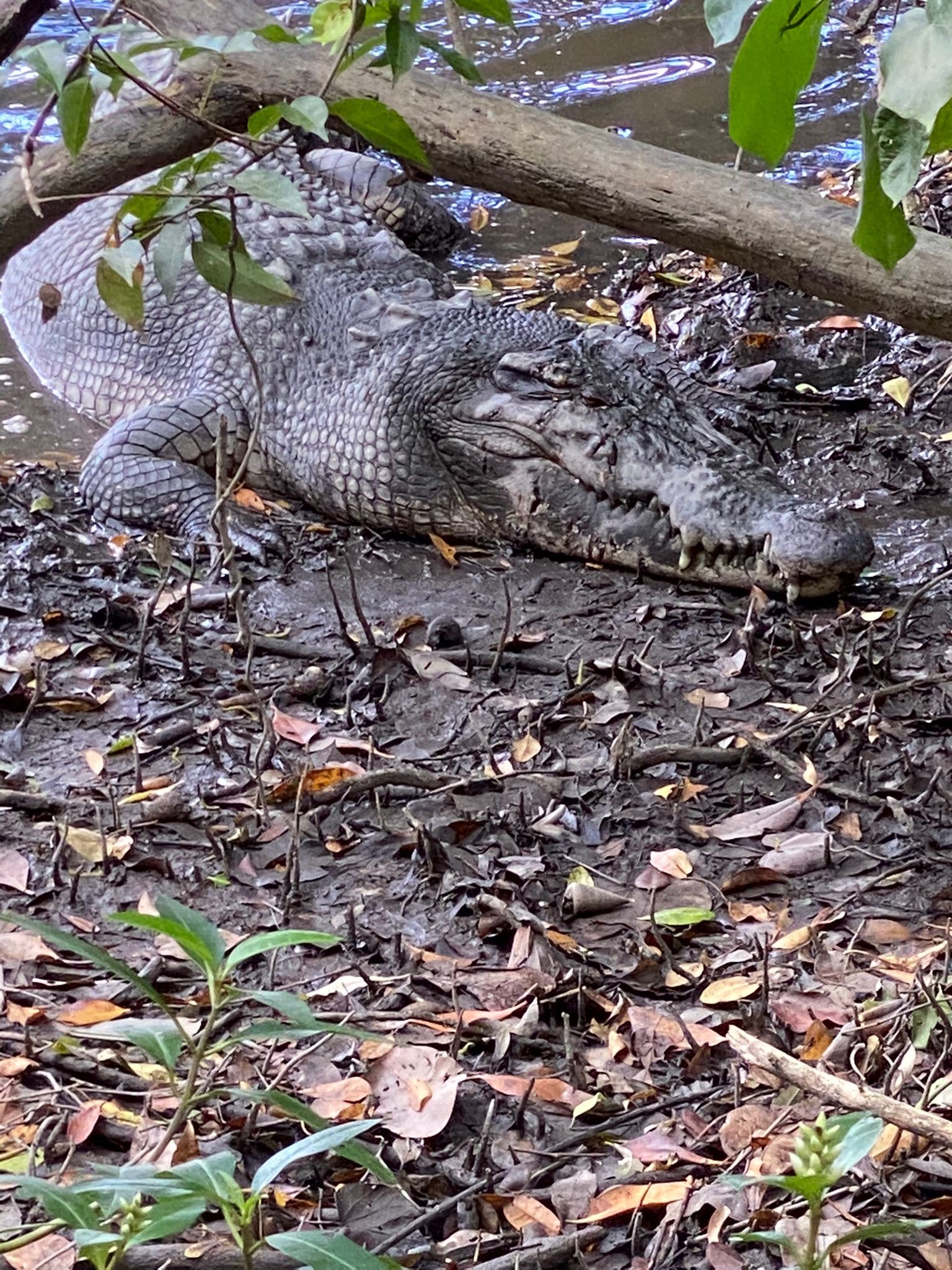 Saltwater crocodile (crocodylus porosus)