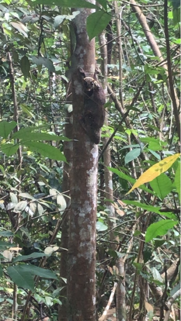 Malayan colugo (galeopterus variegatus)