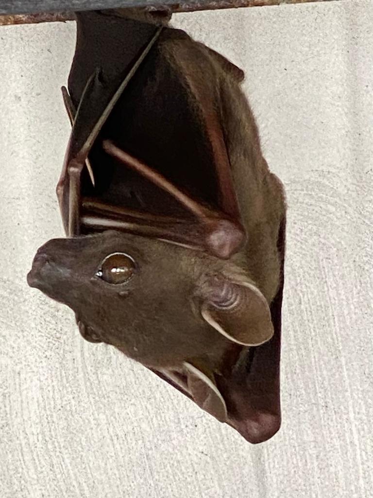 Lesser dog-faced fruit bat (cynopterus brachyotis)