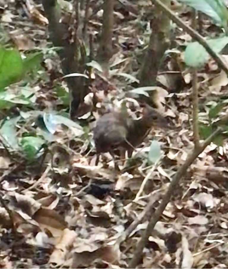 Lesser mouse-deer (tragulus kanchil)