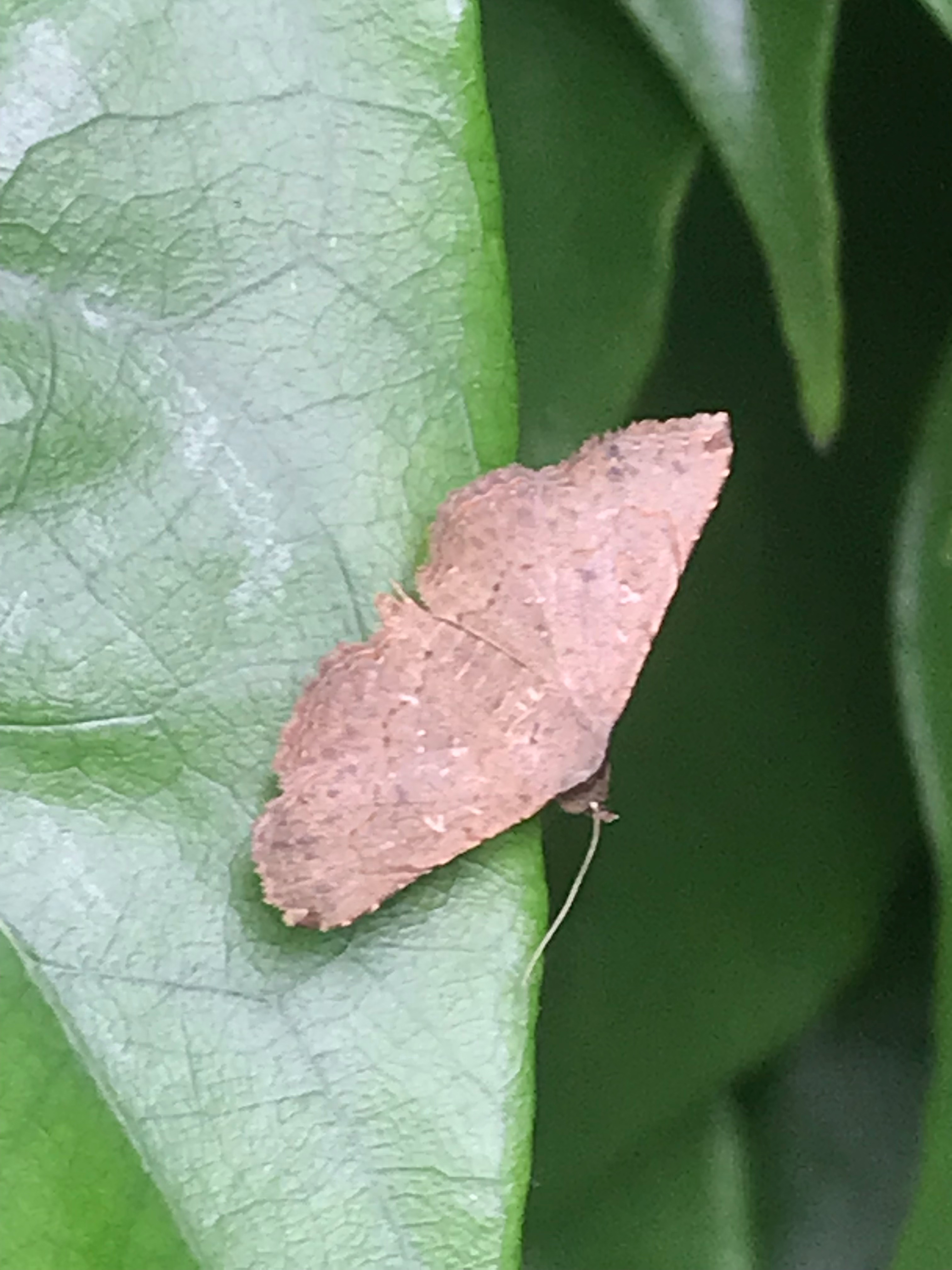 Rhesala moth 