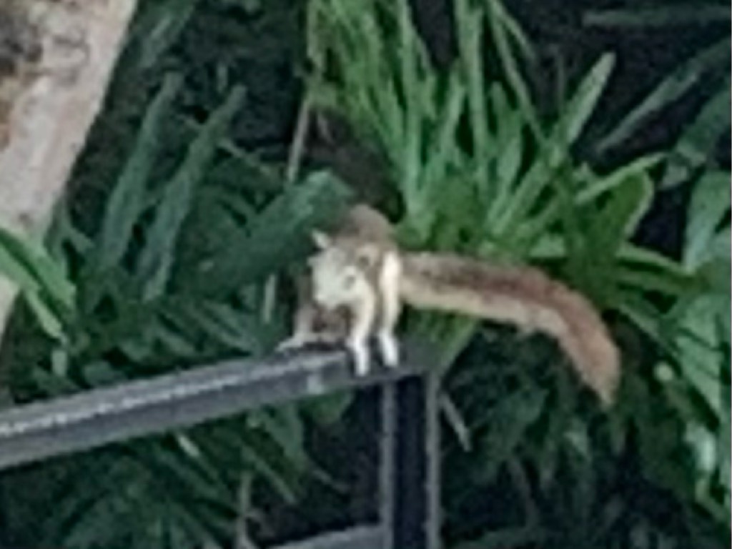 Finlayson's squirrel