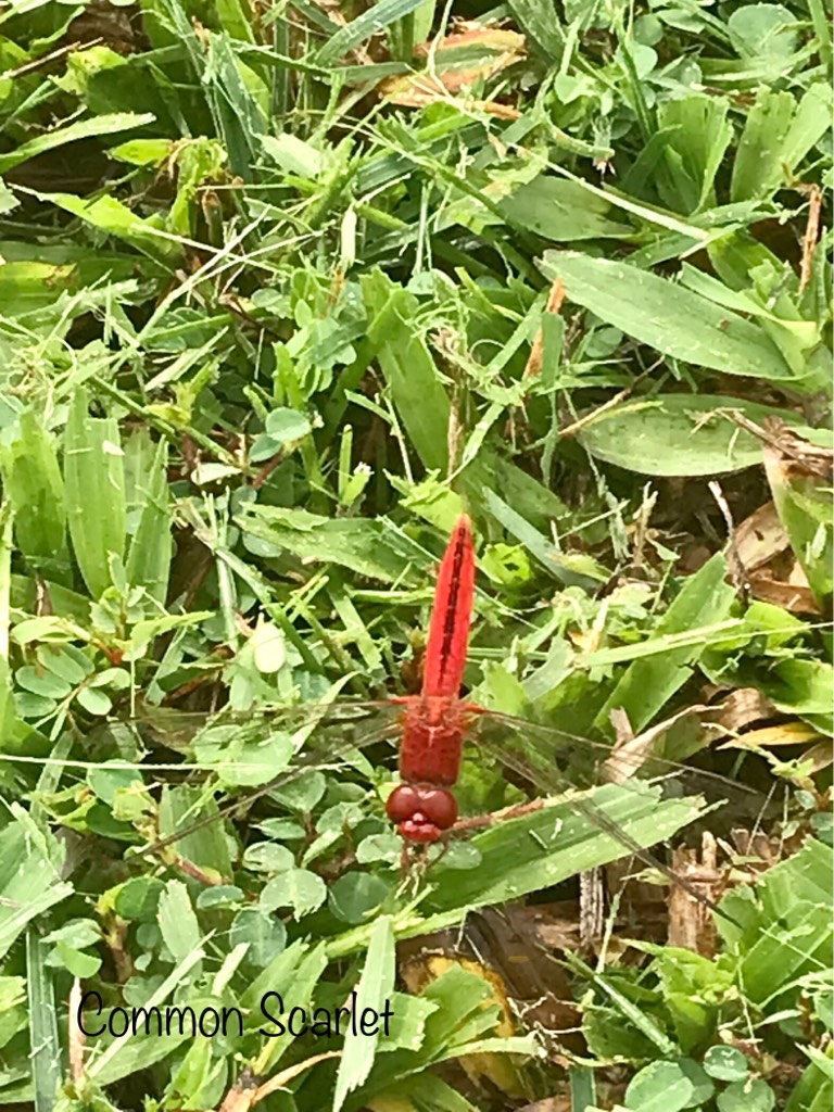 Common scarlet dragonfly