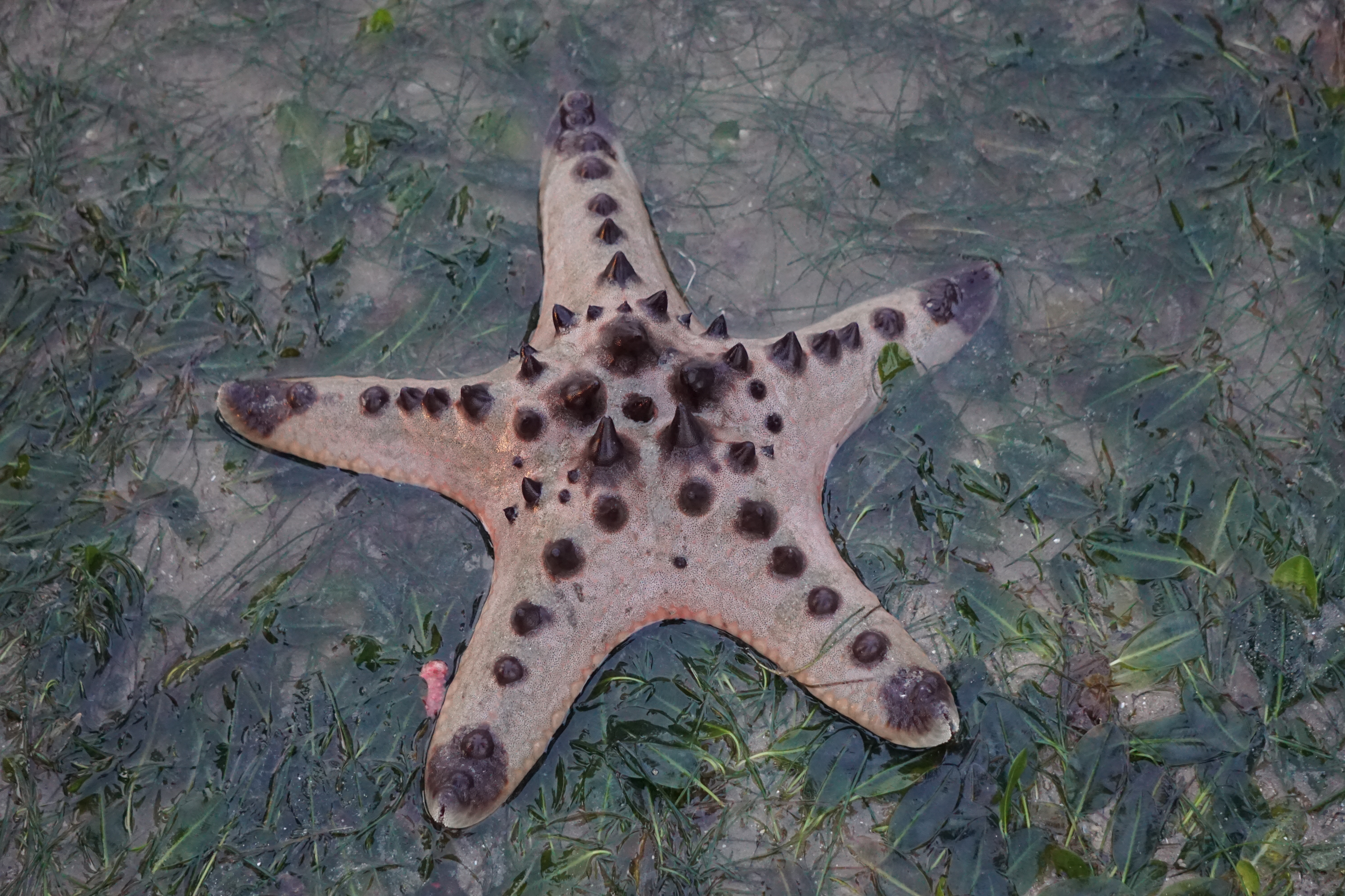 Knobbly sea star