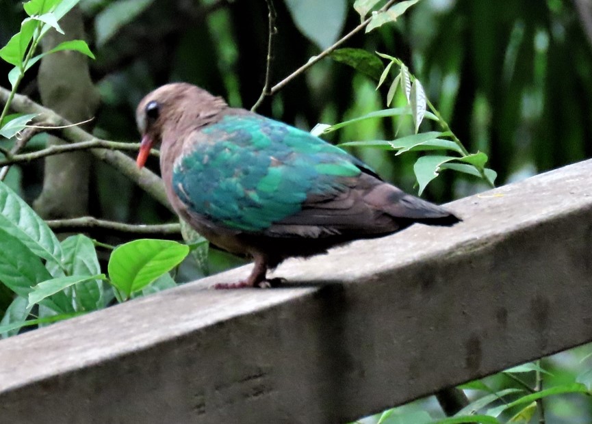 Common emerald dove