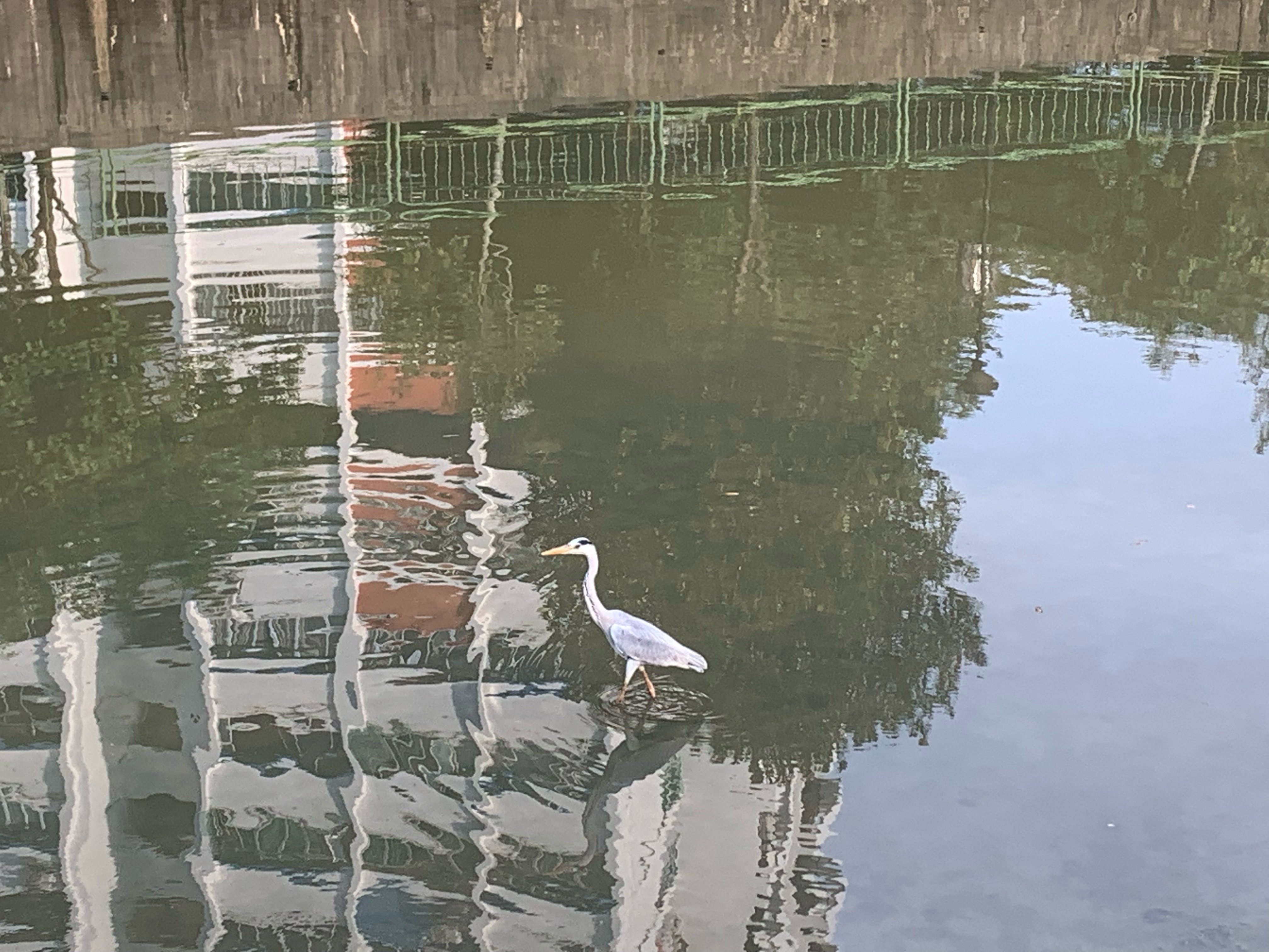 Grey heron