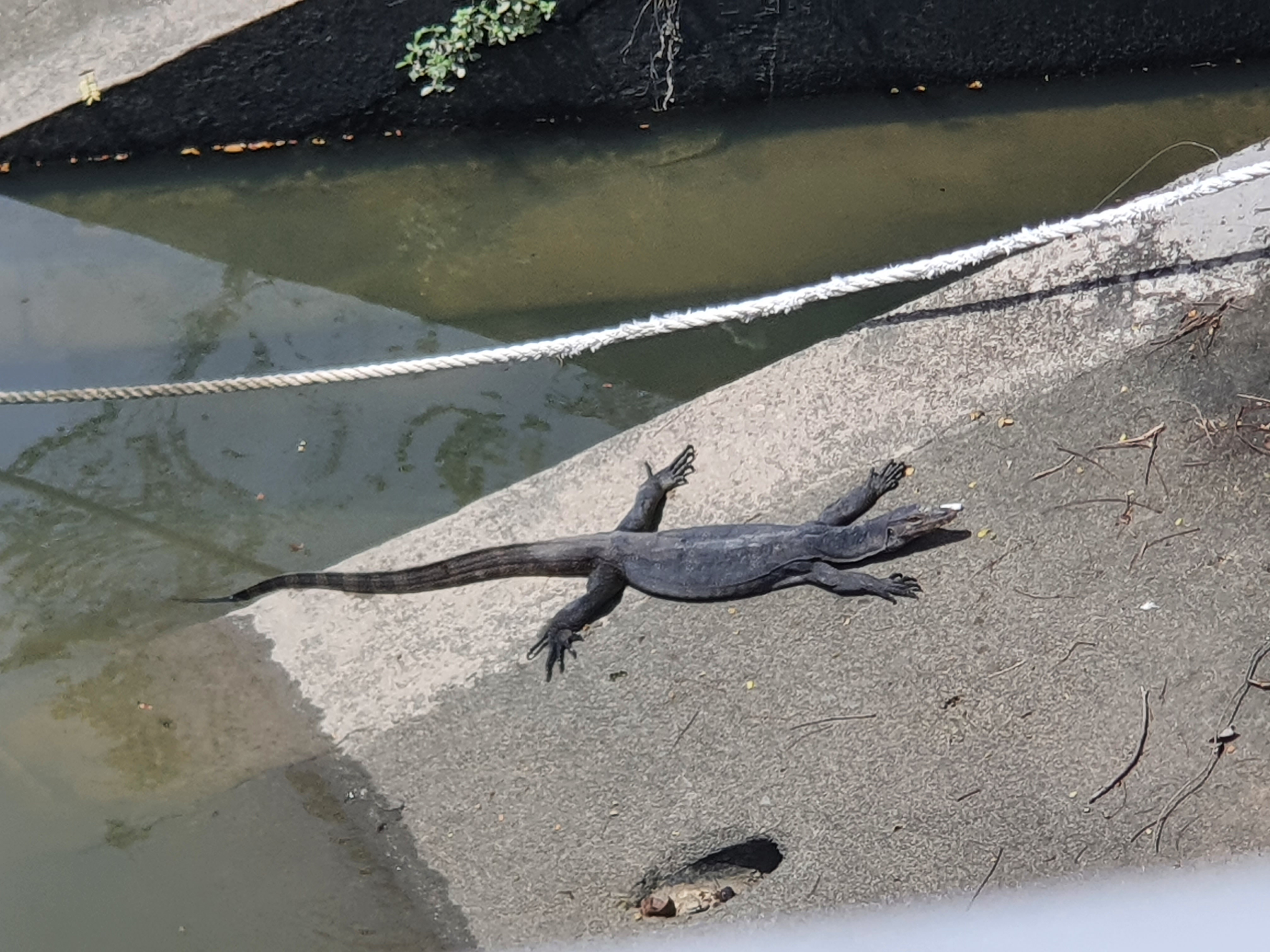 Southeast asian water monitor