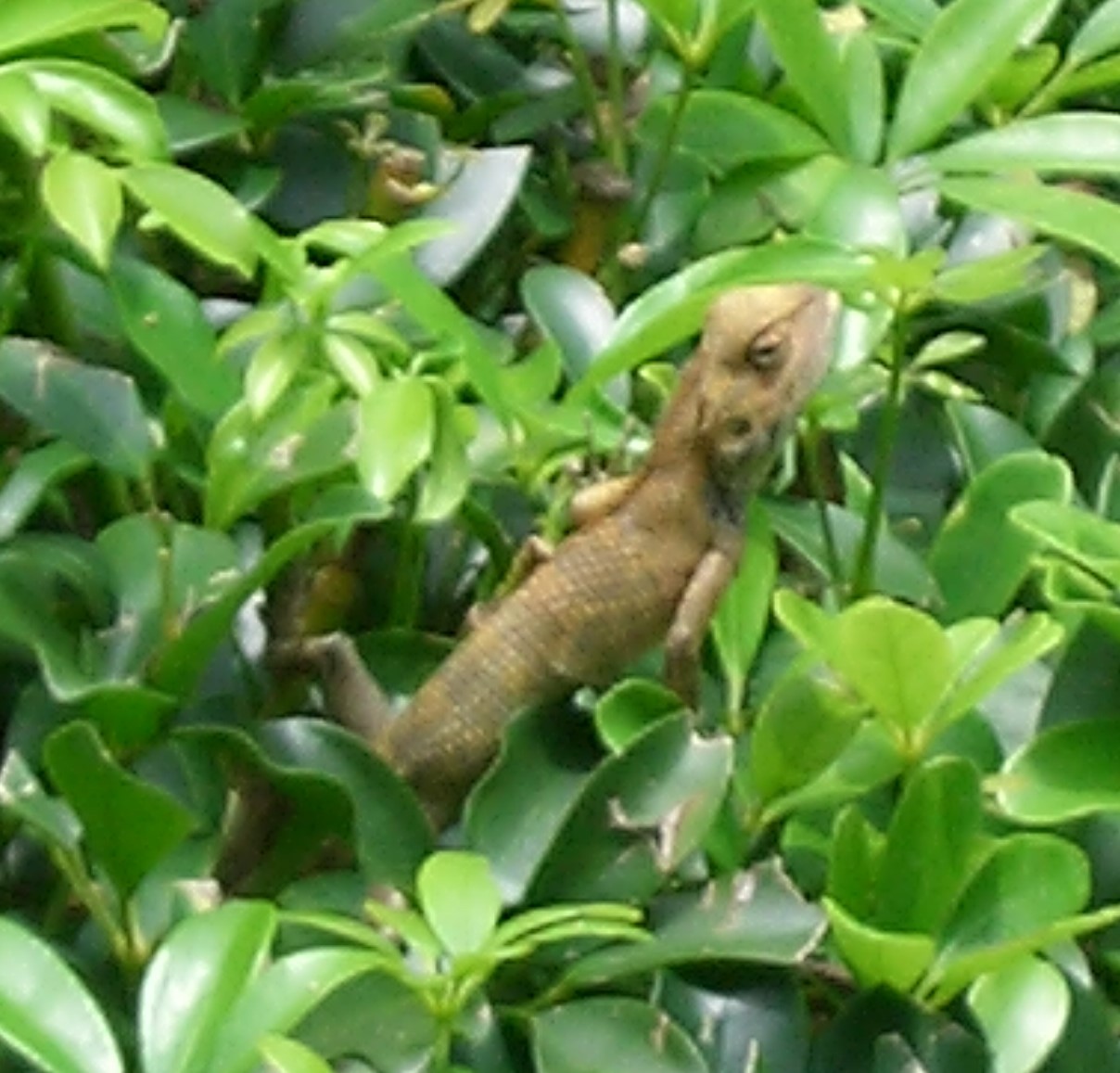 Oriental garden lizard 