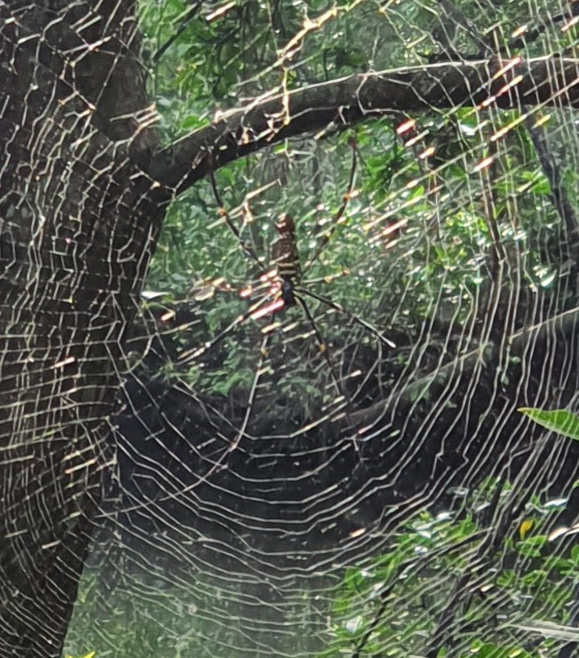 Giant golden orbweaver 