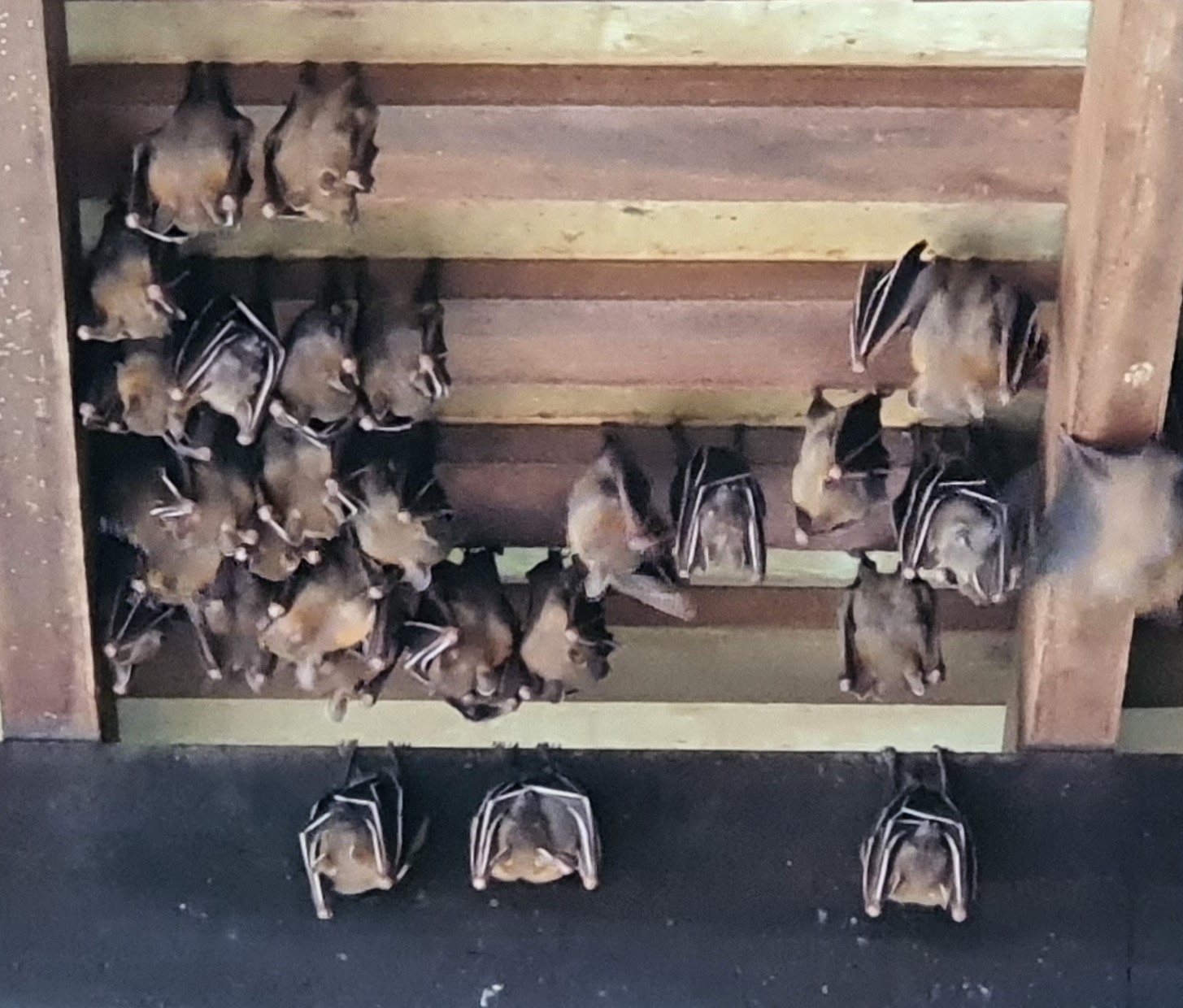 Lesser short-nosed fruit bat 