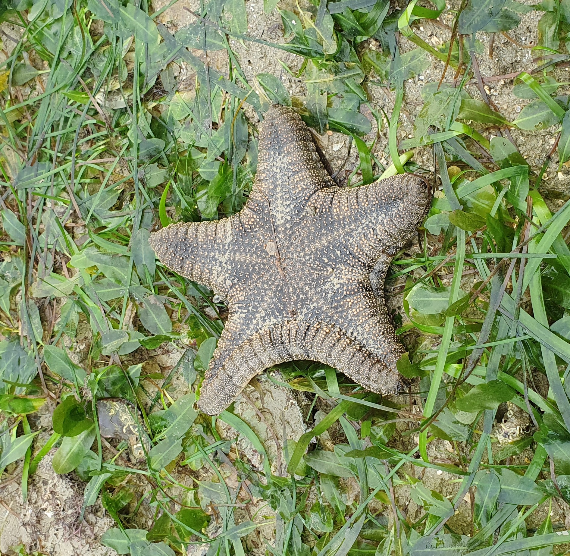 Biscuit sea star 