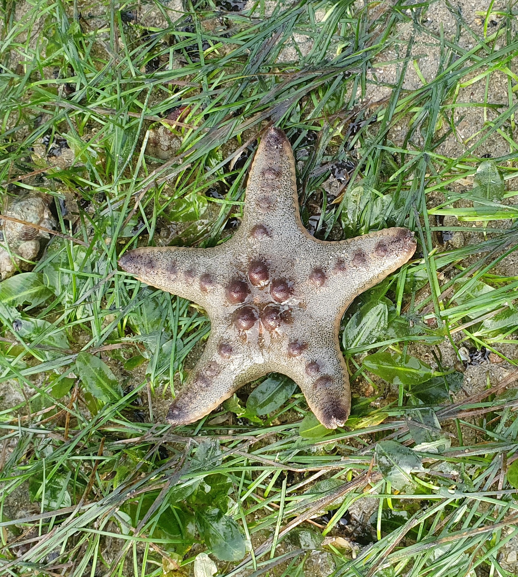 Chocolate chip sea star