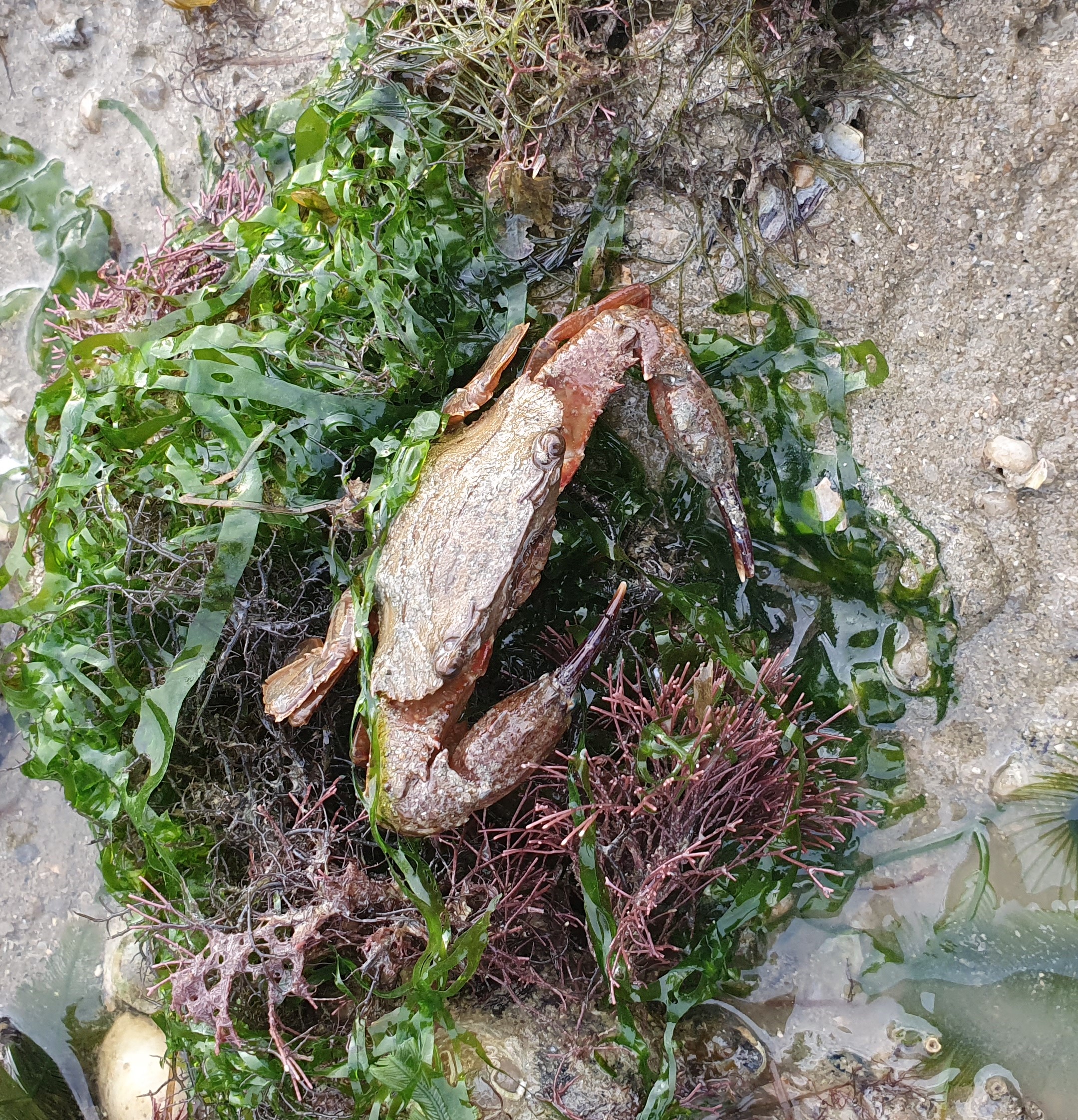 Helmet crab 