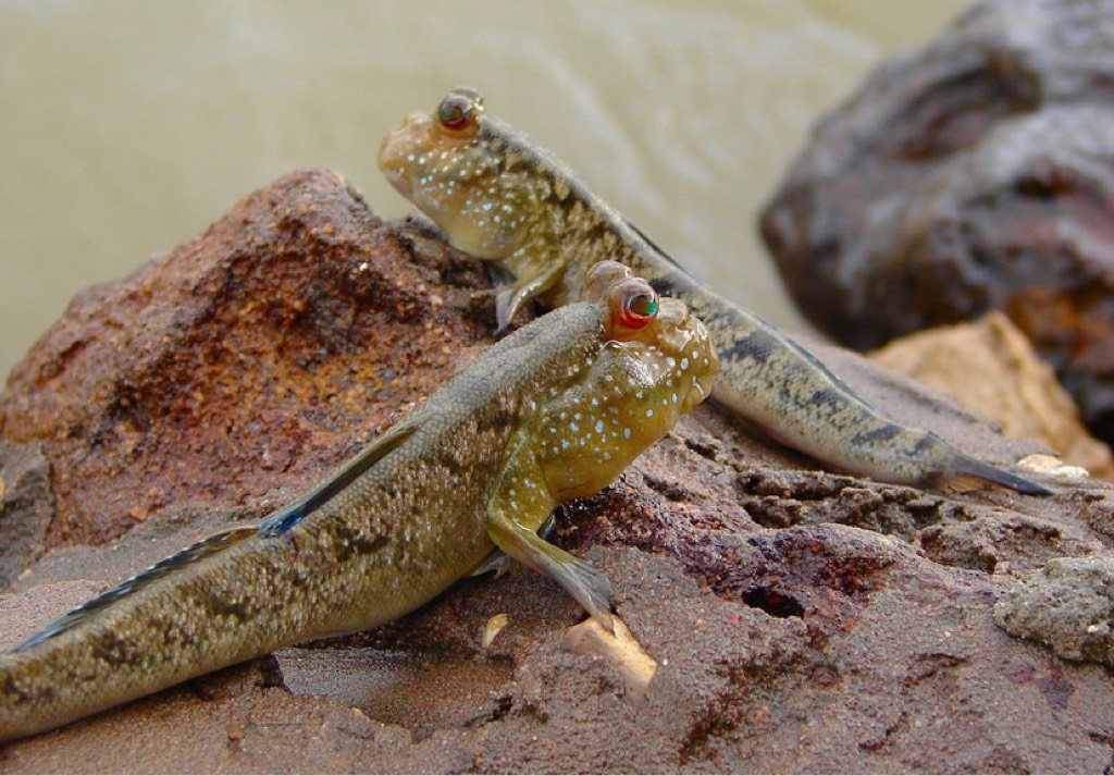 Mudskippers 