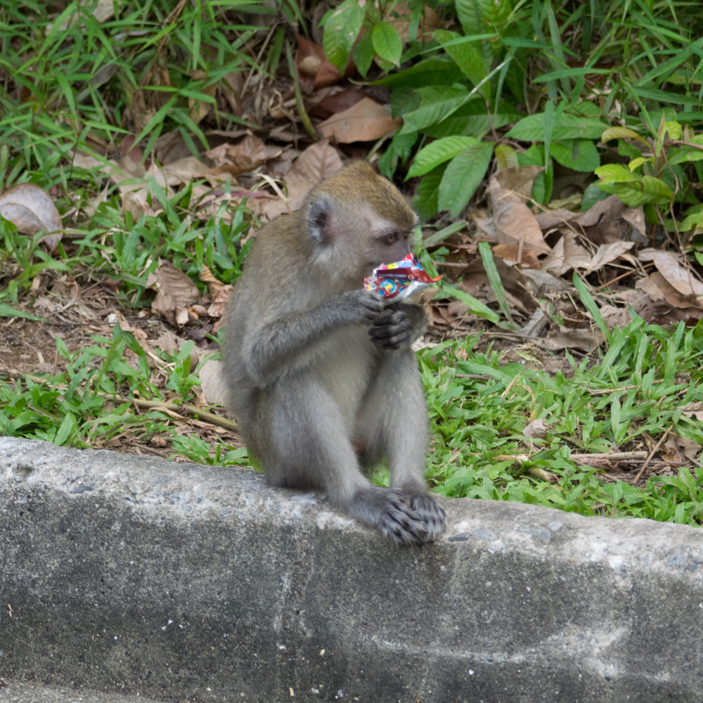 Long-tailed macaque