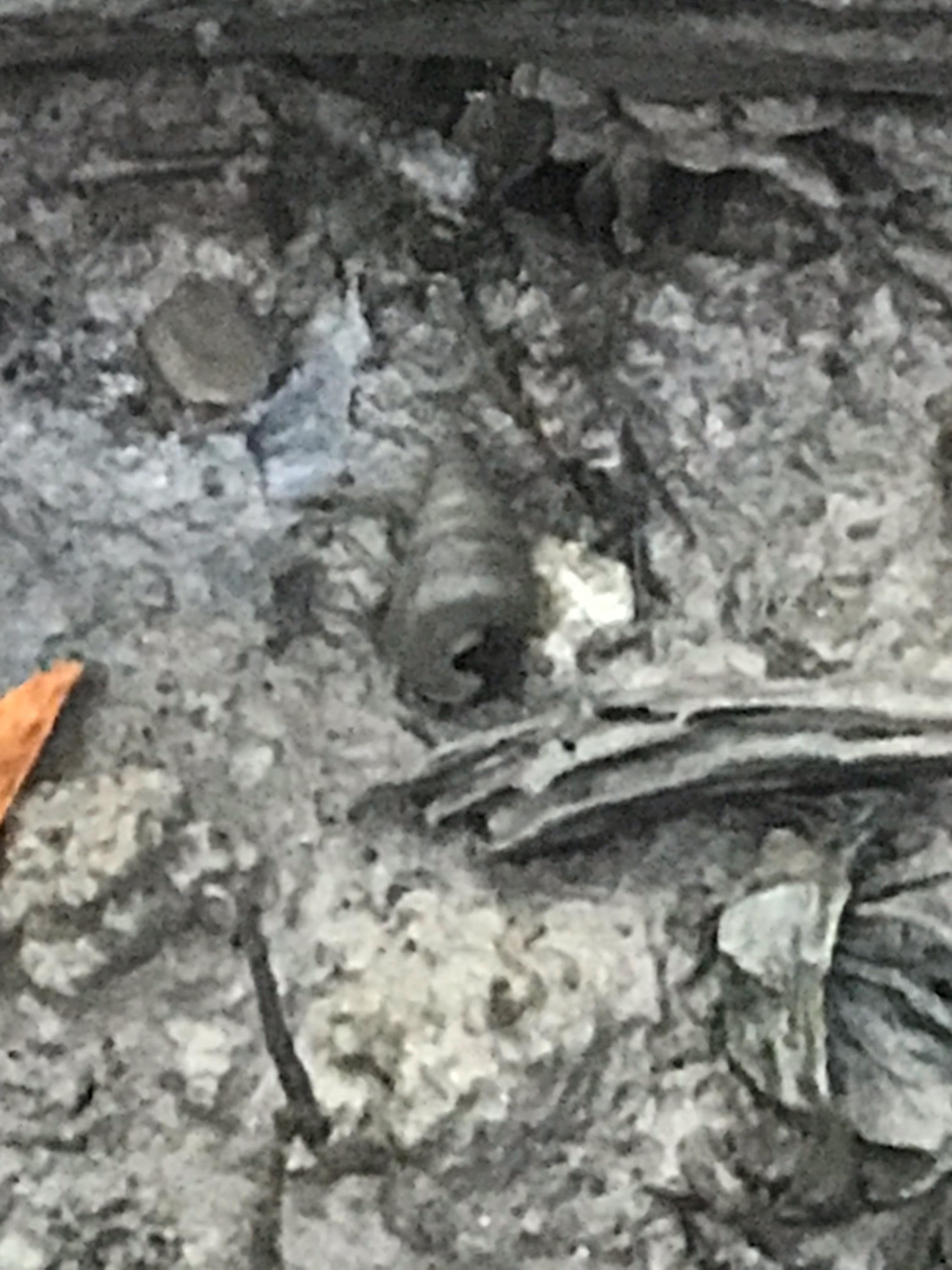 Telescope snail Biodiversity and Environment Database System