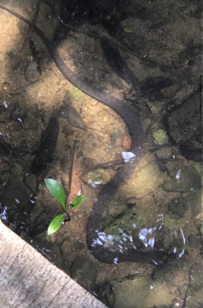 Dog faced water snake