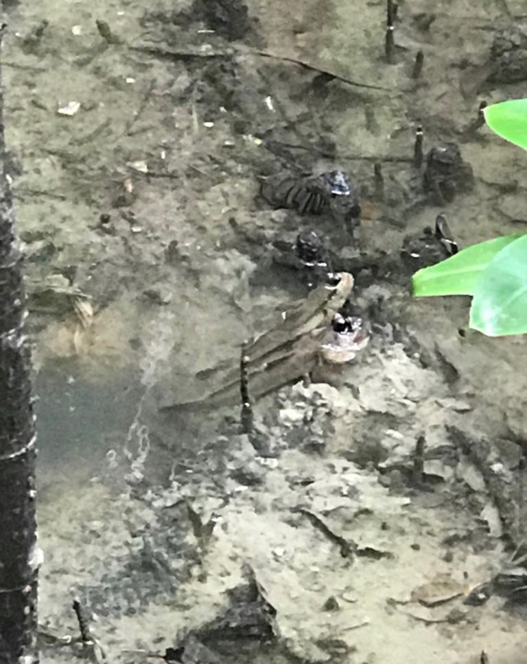 Giant mudskippers