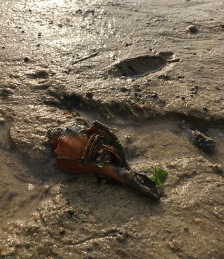 Orange striped hermit crab